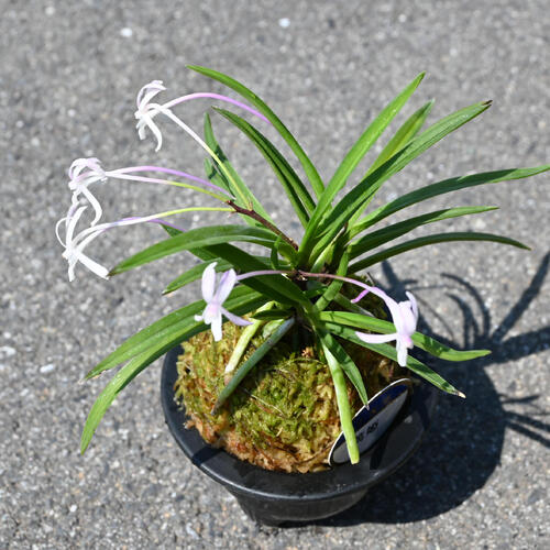 楽天市場】2025年NEW 現品 富貴蘭 篤姫 鉢植え 風蘭 プラ鉢入り : 園芸