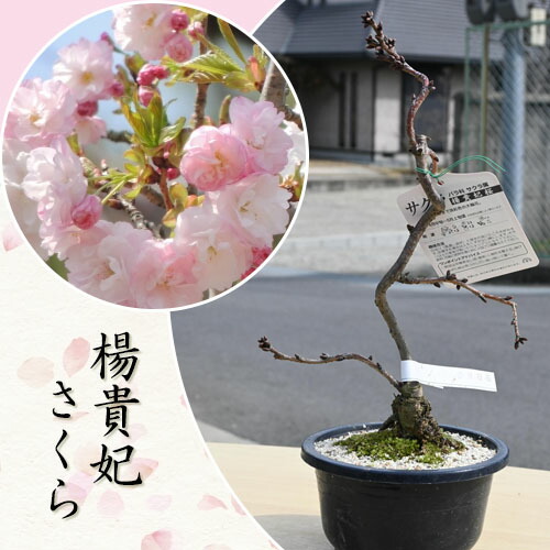 楽天市場】2026年4月開花 楊貴妃桜 プラスチック鉢入り さくら