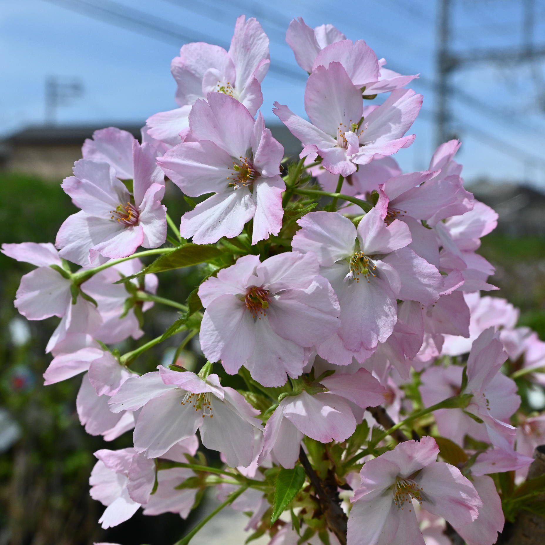 楽天市場】笑顔の花咲くお花見を自宅でお花見2026年5月に開花お花見