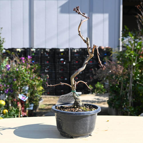 楽天市場】盆栽桜2026年4月開花八重桜盆栽 楊貴妃桜 プラ鉢入りさくら