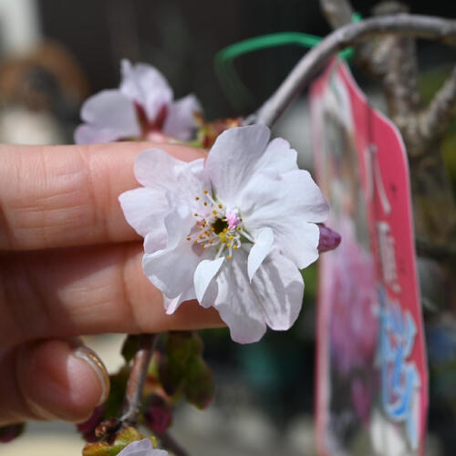 楽天市場】自宅でお花見サクラ鉢植え盆栽タイプ桜 2026年3月下旬～4月