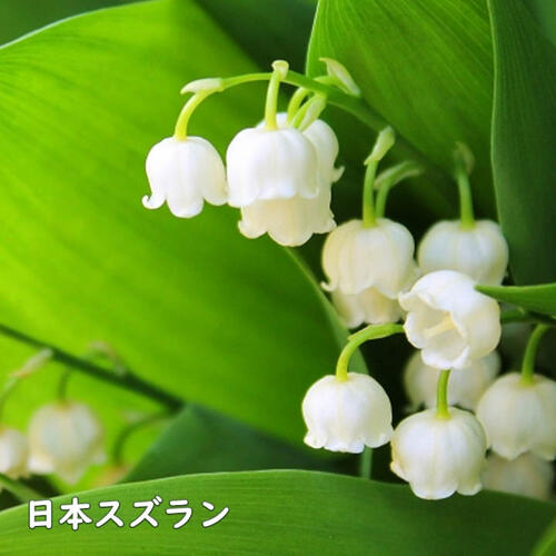 楽天市場】ニホンスズラン ポット苗 鈴蘭 日本スズラン 山野草 耐寒性