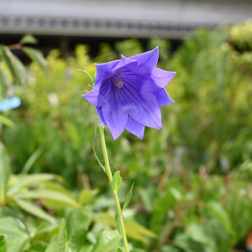 楽天市場】2024年NEW 二重咲キキョウ 苗 山野草 桔梗 八重咲き 希少