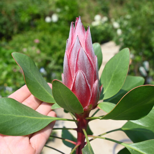 楽天市場】2025年1月花芽有プロテア リトルプリンス プラ鉢入り