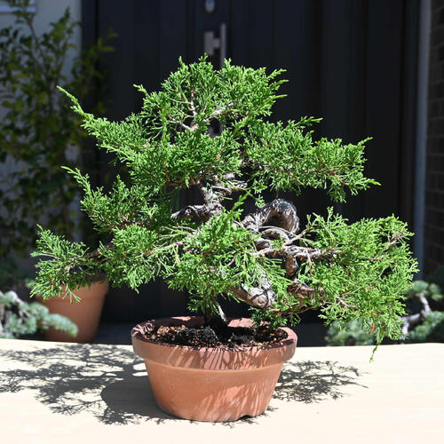 楽天市場】現品 2025年9月2日撮影 糸魚川真柏 盆栽 しんぱく : 園芸