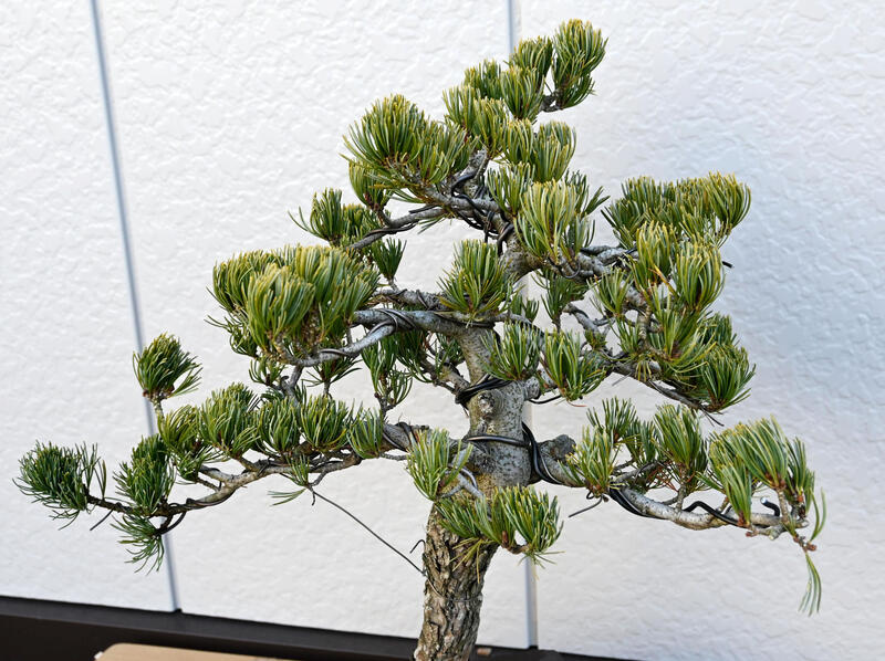 楽天市場】現品 五葉松盆栽 B2 本格五葉松盆栽 2021年12月16日撮影