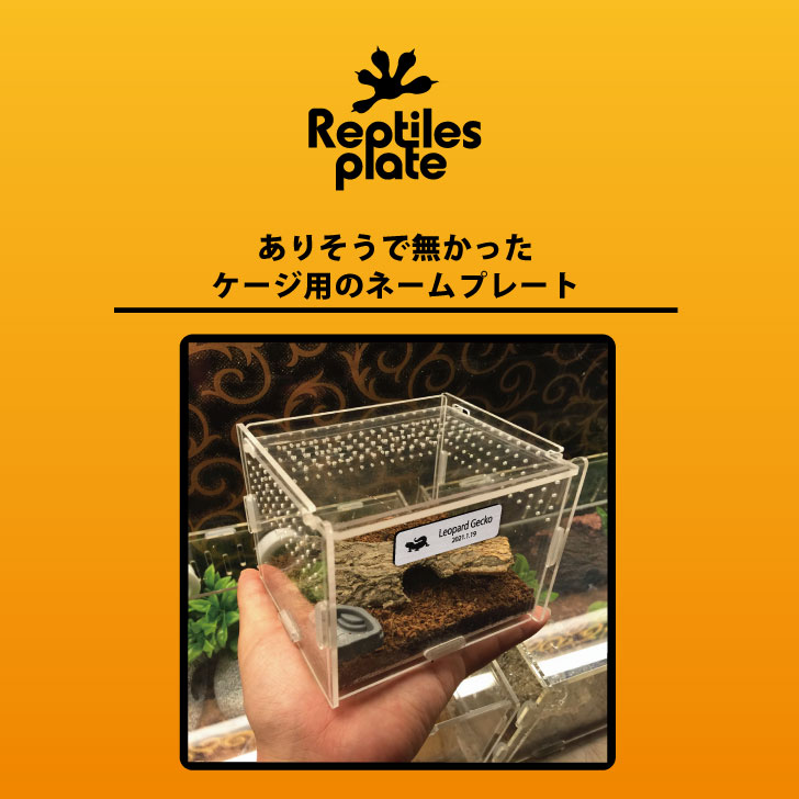 楽天市場】レプタイルズ プレート L 【 ニシアフリカトカゲモドキ