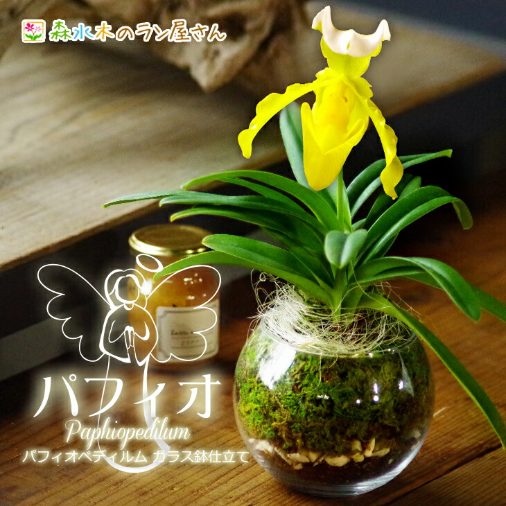 楽天市場】【冬限定】『洋蘭パフィオペディラム ガラス鉢仕立て』【贈