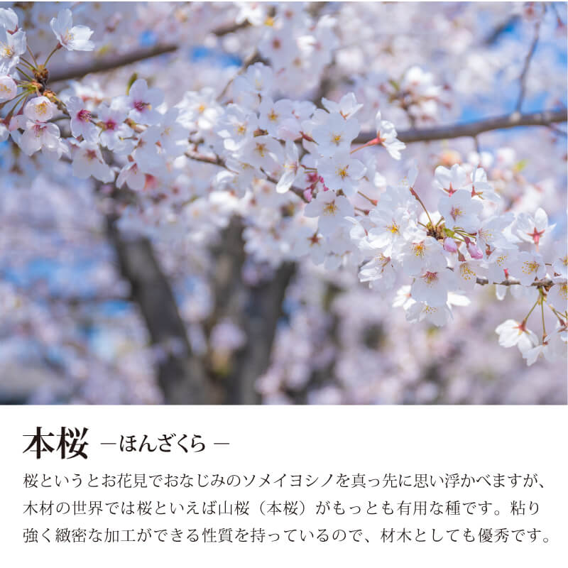 楽天市場】木札 名入れ 【 桜の喧嘩札 】 本桜 さくら プレゼント