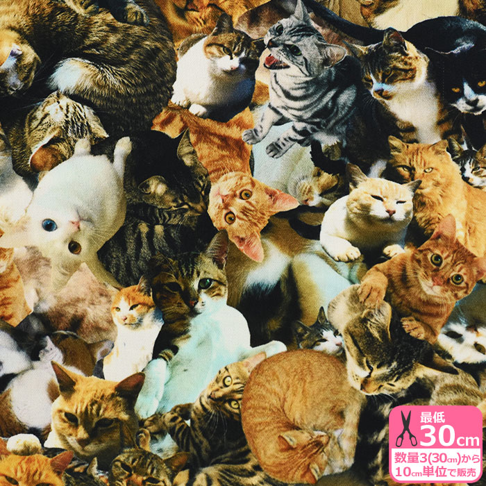 楽天市場】【スーパーSALEはポイント5倍】ネコちゃん大集合（オックス