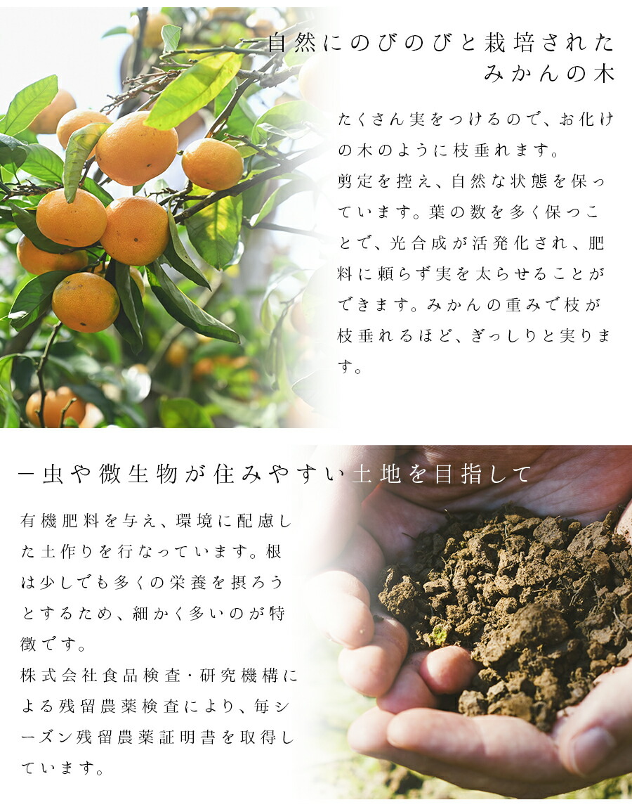 楽天市場】みかんジュース オレンジジュース 1000ml ストレート 100