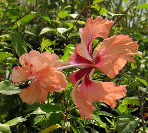 楽天市場】【ハイビスカス】スタンダード仕立てハイビスカス（オレンジ