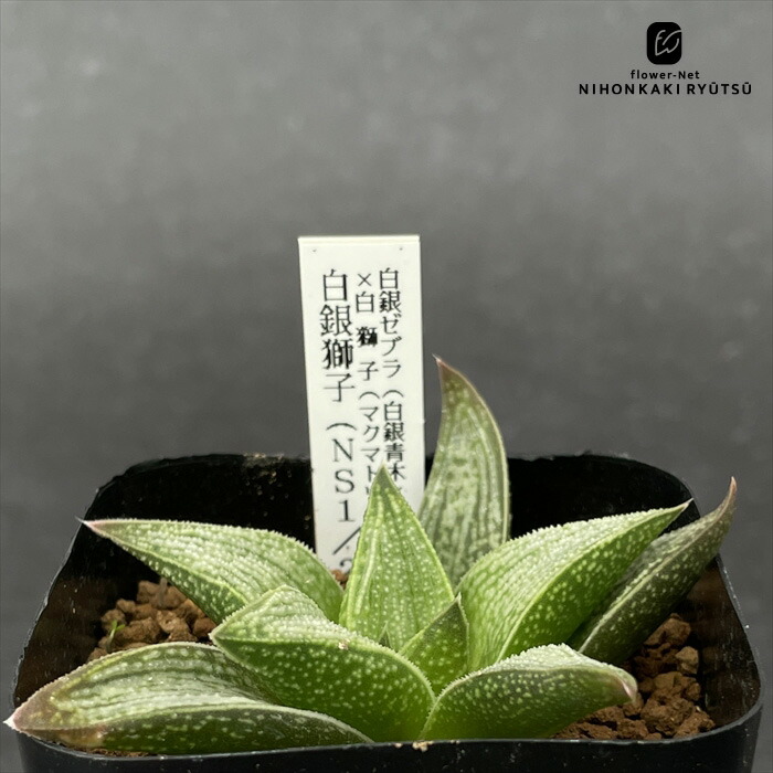 楽天市場】多肉植物 niハオルチア 白銀ゼブラ（白銀青木×ウルフゼブラ
