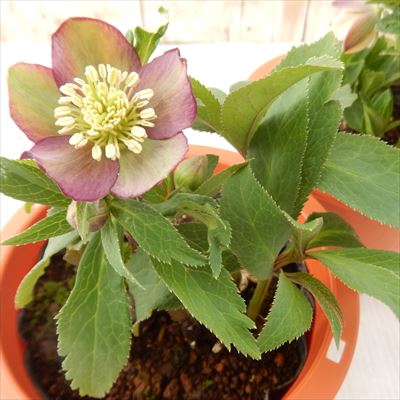 楽天市場】原種系クリスマスローズ クロアチカス 4.5号 : フラワー