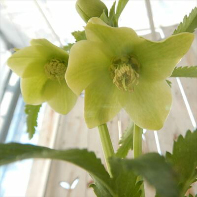 楽天市場】原種系クリスマスローズ ボッコネイ 芳香種 5.5号