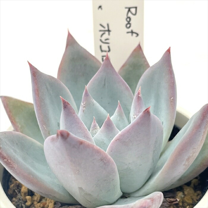 楽天市場】多肉植物 O'sエケベリア Roof×ホリコロ 多肉植物 O's PLANTS
