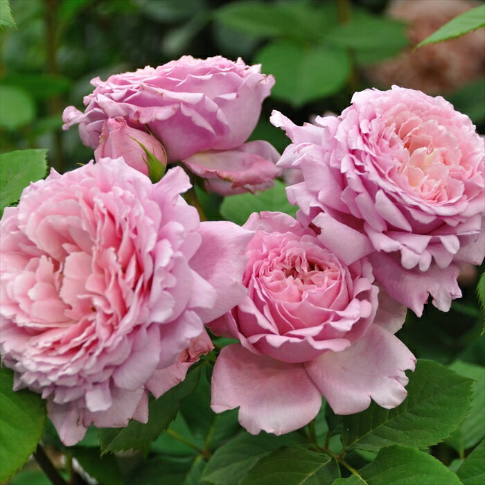 楽天市場】予約販売 バラ苗 バラ大苗 デルバール ビアンヴニュ 登録