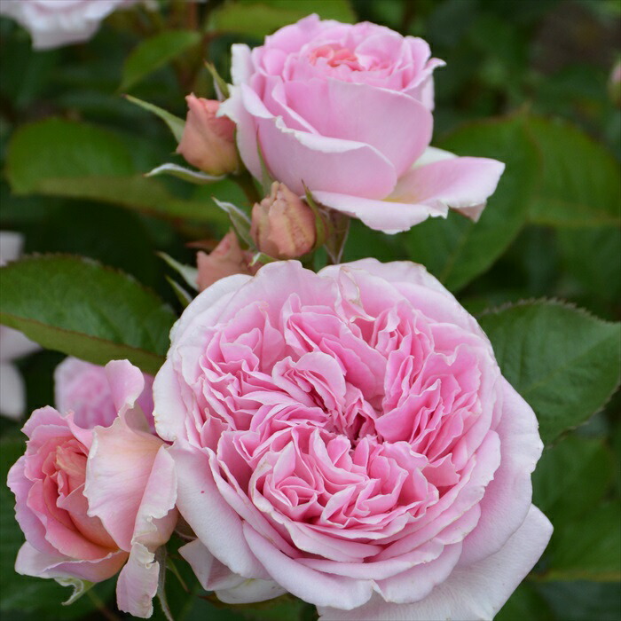 楽天市場】予約販売 バラ苗 バラ大苗 ロサ オリエンティス メアリー