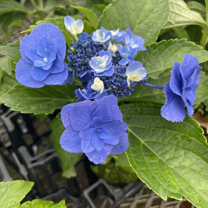 楽天市場】アジサイ 深海の色 7.5cmポット 加茂 KAMOセレクション