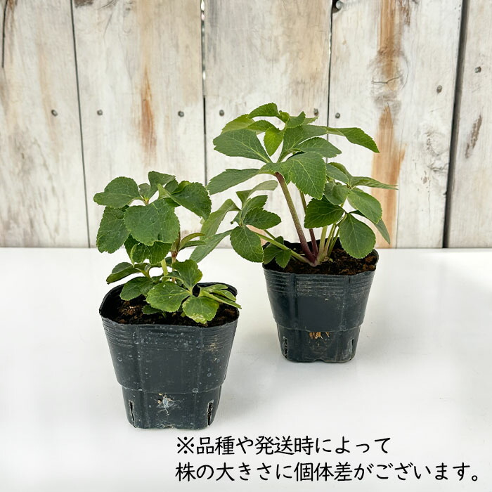 楽天市場】クリスマスローズ苗 開花見込大株 ダブルピンクブロッチ