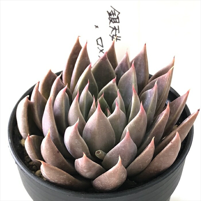 楽天市場】多肉植物 O'sグラプトベリア 銀天女×ロメオ 多肉植物 O's