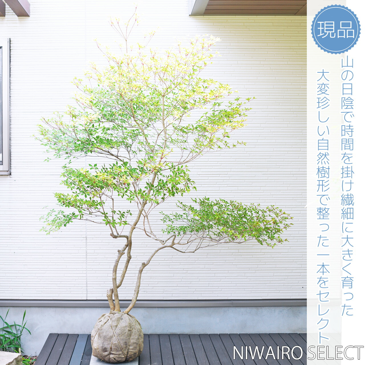 楽天市場】山採り【ドウダンツツジ】 自然樹形 株立ち 樹高H≒195 × 枝