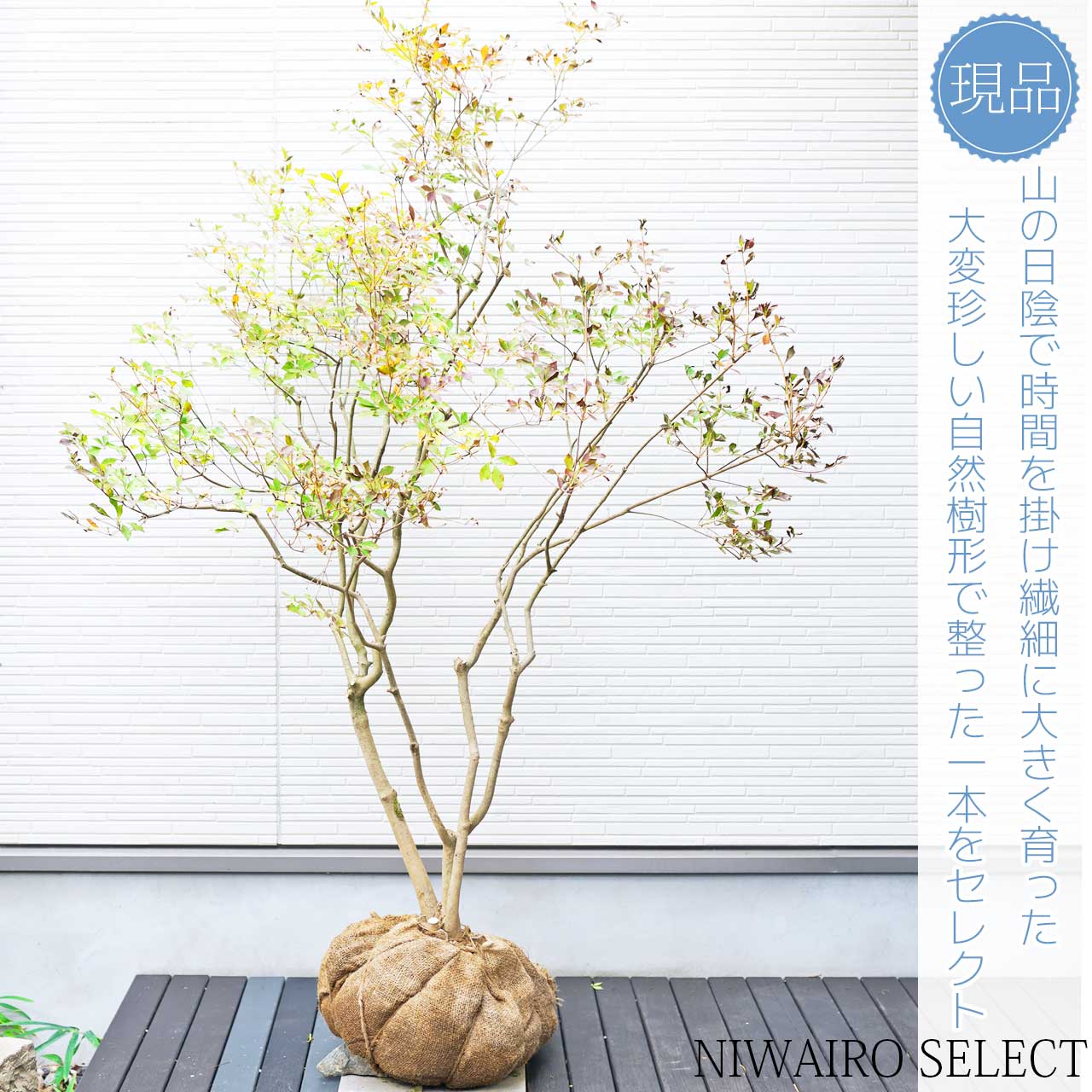 楽天市場】大型 山採り【ドウダンツツジ】 本株立ち 自然樹形 樹高H