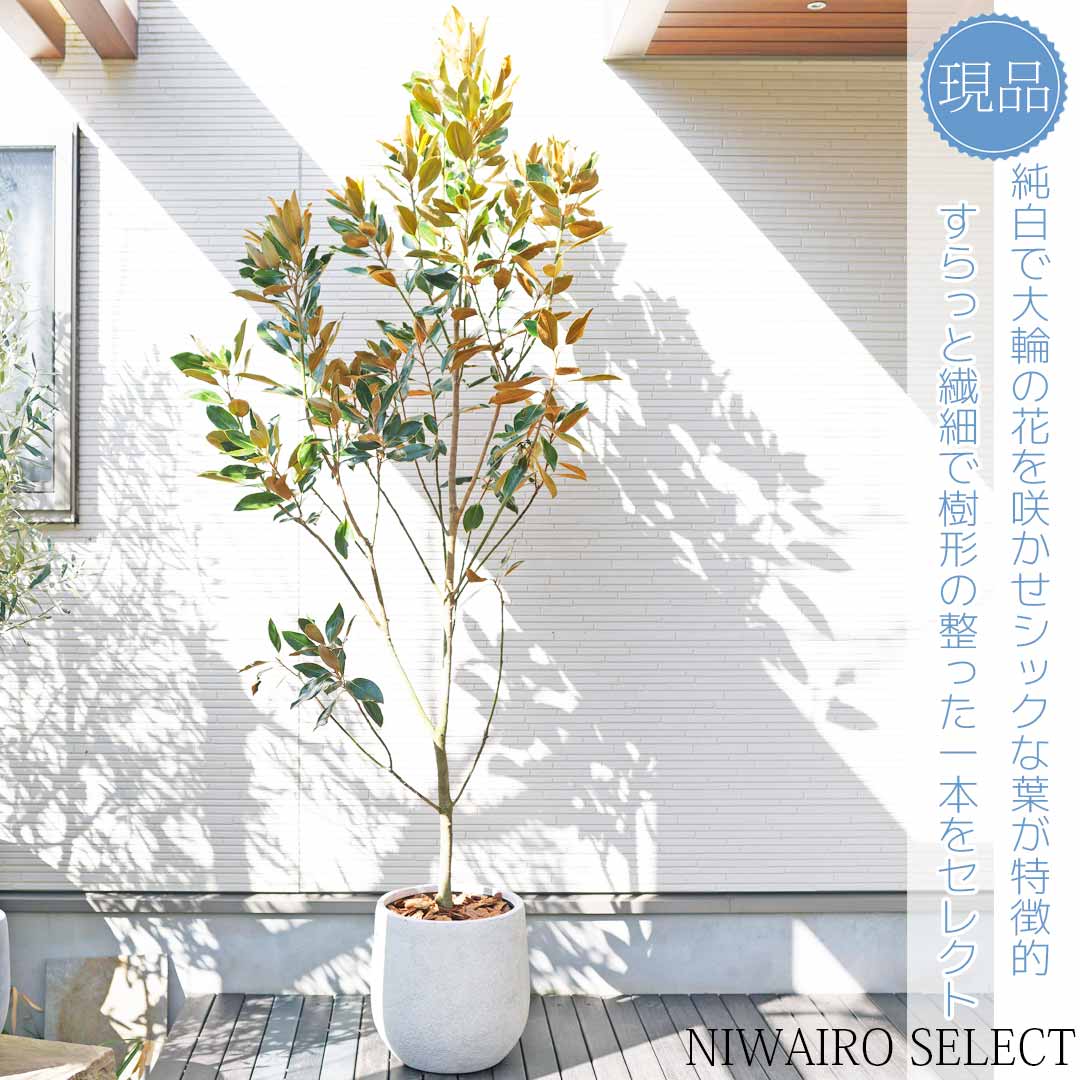 楽天市場】鉢植え【リトルジェム】 タイサンボク 自然風樹形 全高H