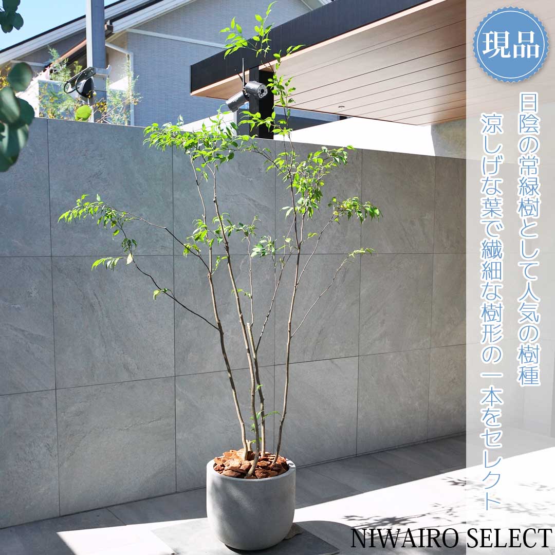 楽天市場】【現品】鉢植え【ハイノキ】株立ち 自然風樹形 全高H≒200