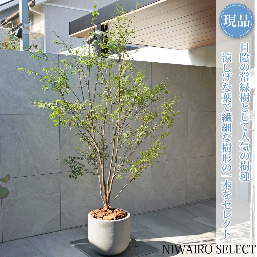 楽天市場】【現品発送】ハイノキ(灰の木) 株立ち 樹高1.8m J541 : 千草園芸