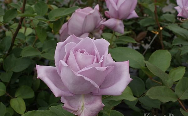 楽天市場】ブルー・ムーン（大苗）7号鉢植え 四季咲き大輪系