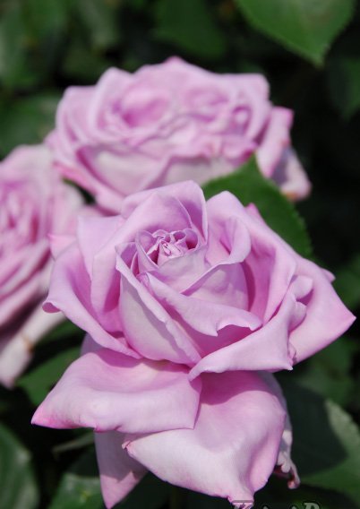 楽天市場】ブルー・ムーン（大苗）7号鉢植え 四季咲き大輪系