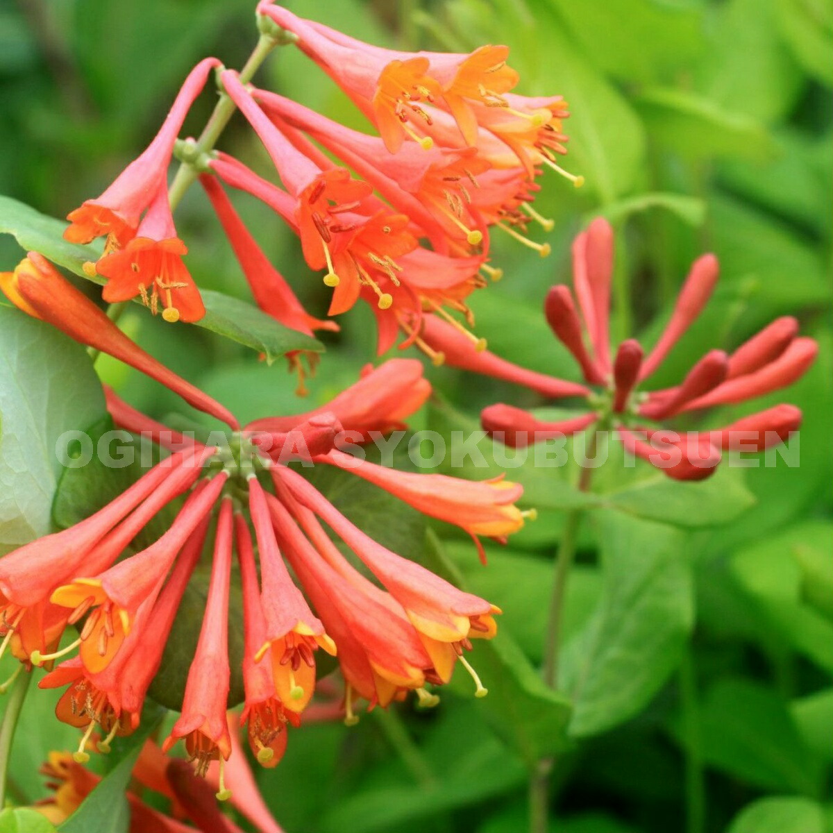 楽天市場】ハニーサックル（ロニセラ）'ドロップモア スカーレット