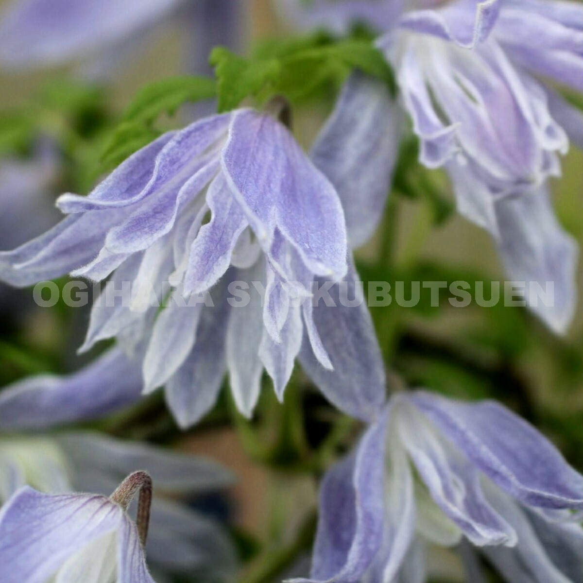 楽天市場】クレマチス マクロペタラ 'ウェッセルトン' 1年苗 : お