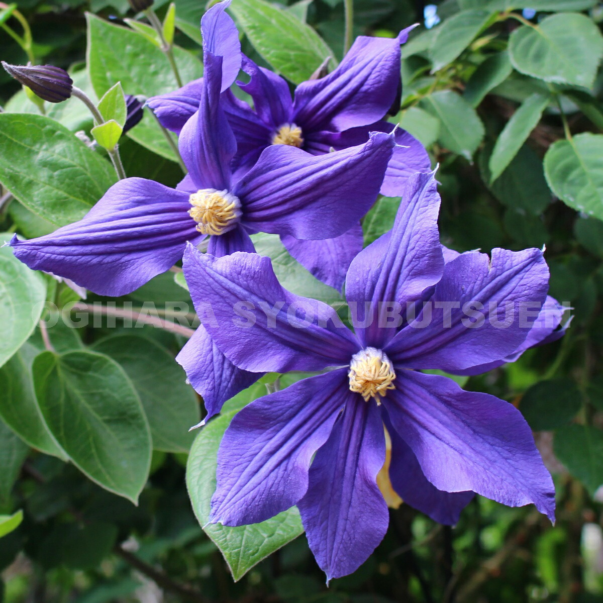 楽天市場】クレマチス デュランディ 1年苗 : おぎはら植物園