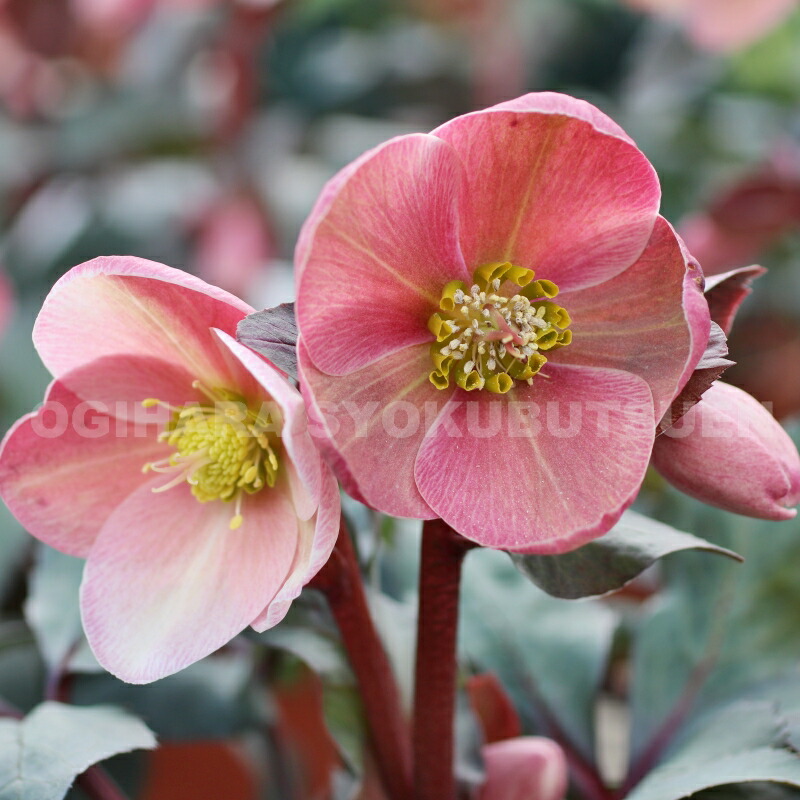 楽天市場】クリスマスローズ 'ピンク フロスト' 大苗（5号）【開花終了