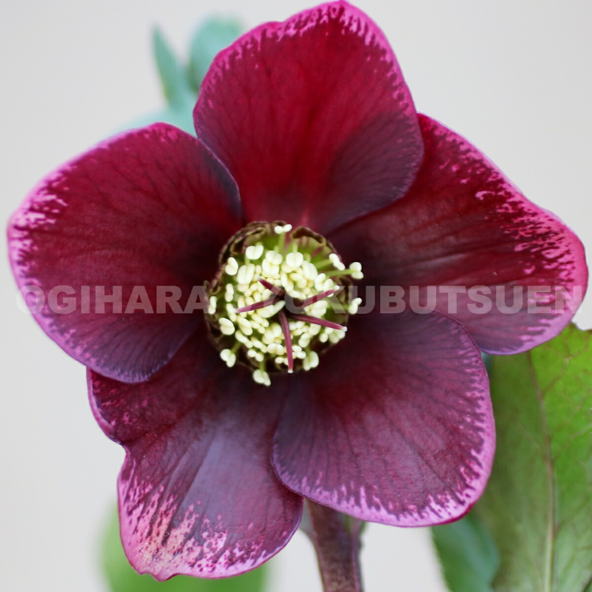 楽天市場】クリスマスローズ レッド ブロッチ系（シングル）大苗 : お