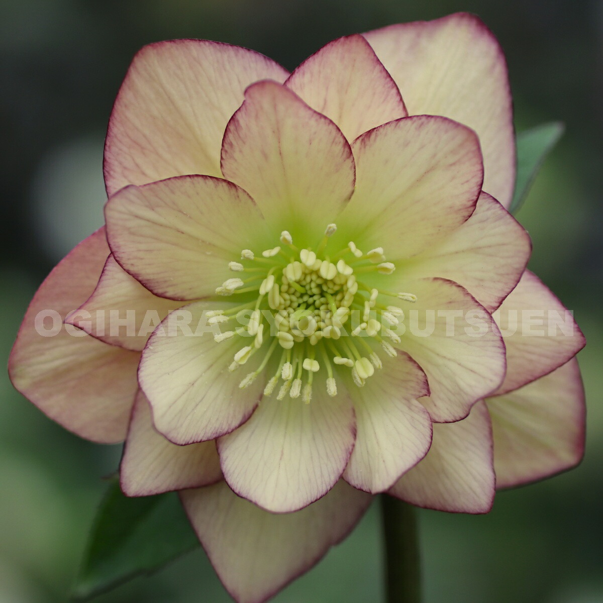 楽天市場】クリスマスローズ アプリコット ピコティ ダブル 大苗 : お