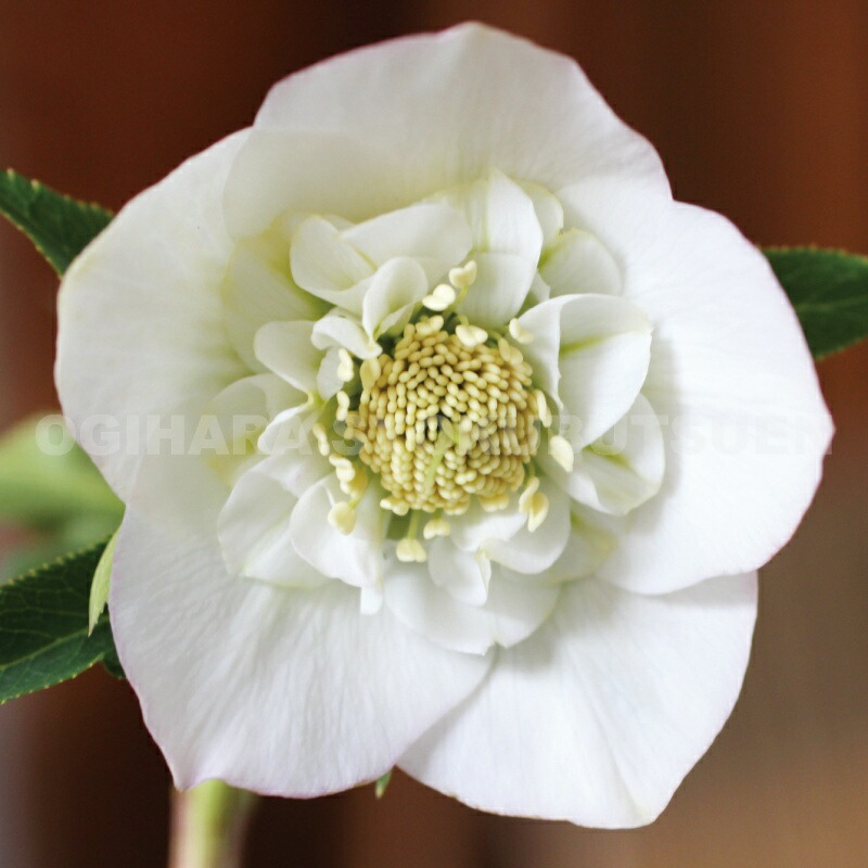 楽天市場】クリスマスローズ ホワイト セミダブル系 （実生小苗） : お