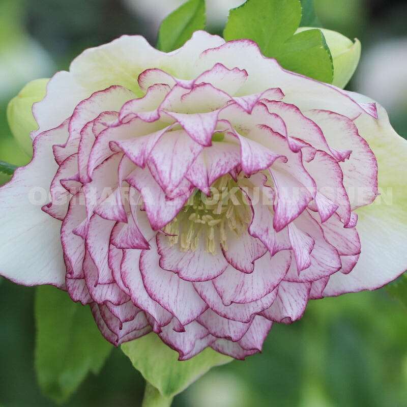 楽天市場】クリスマスローズ 多弁ダブル ホワイト ピコティ系 大苗