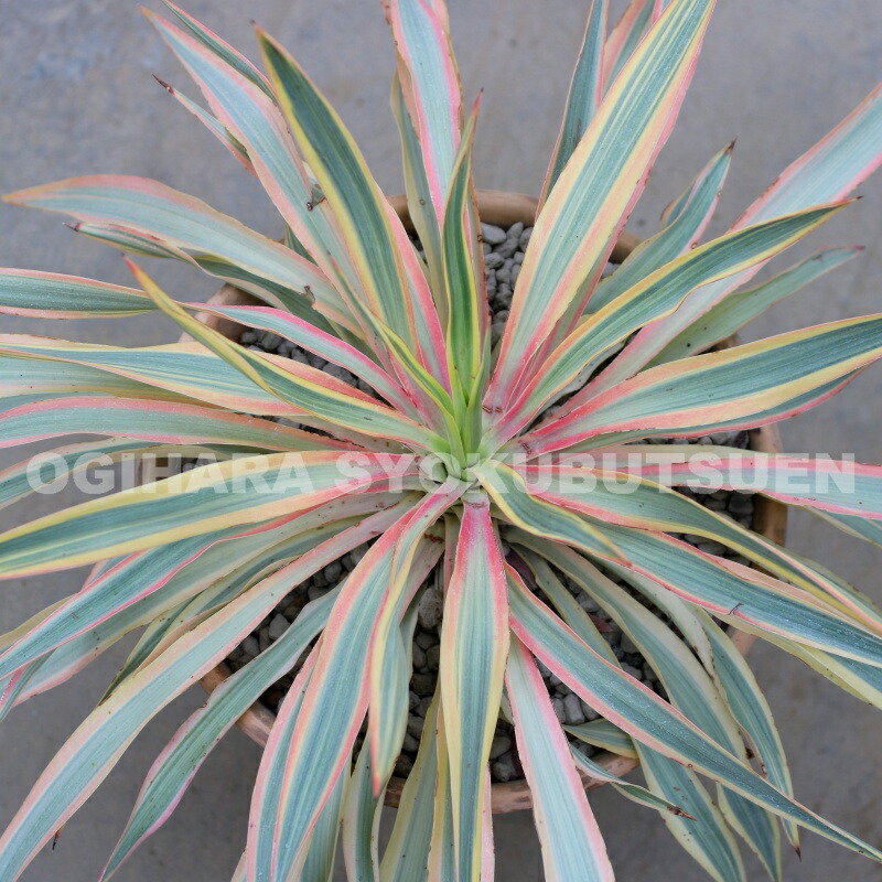 楽天市場】ユッカ グロリオサ 'ブライト スター' : おぎはら植物園