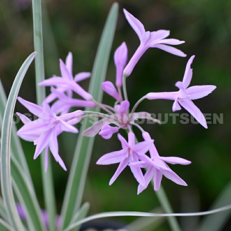 楽天市場】ツルバギア 'シルバー レース' : おぎはら植物園