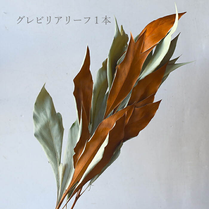 楽天市場】【単品ドライフラワー】グレビリアゴールド グレビリア