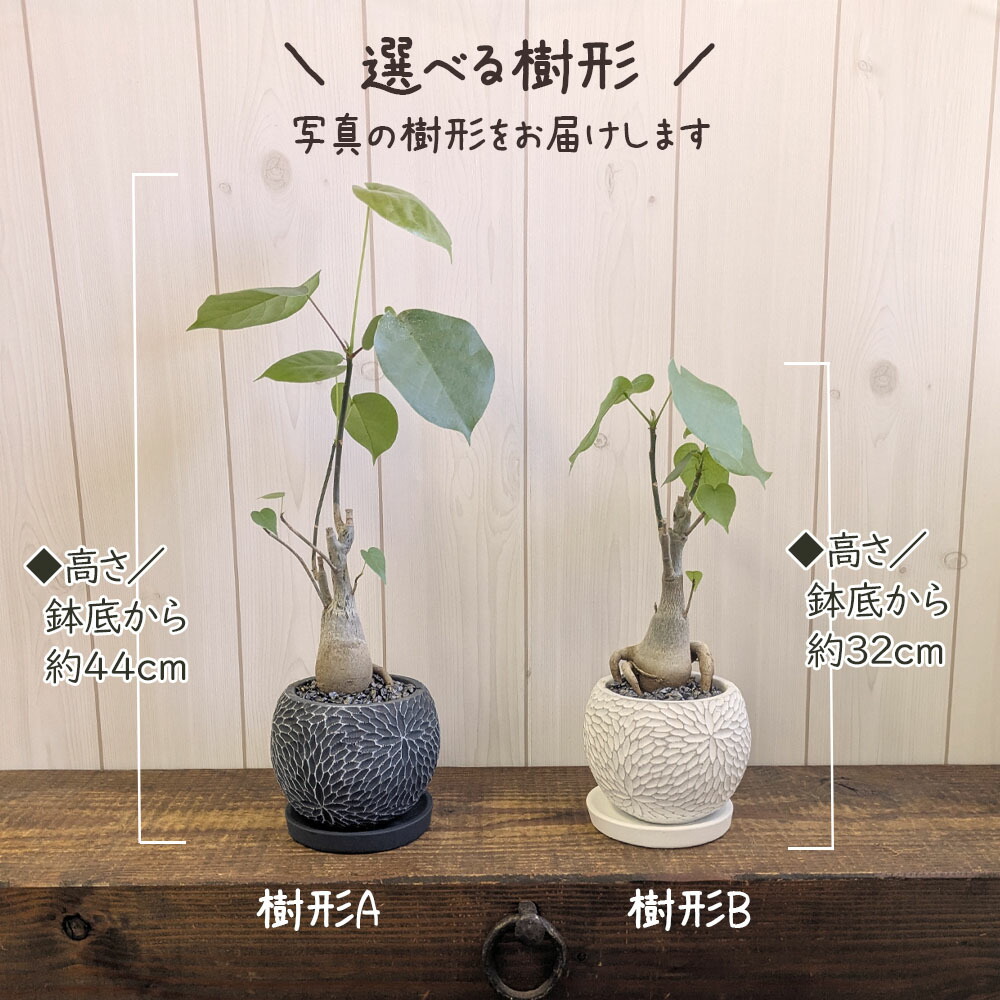 楽天市場】【スーパーセール10％OFF】 観葉植物 プセウド ボン