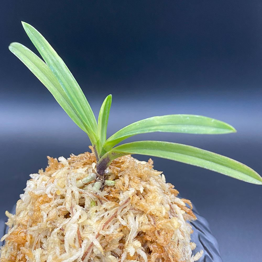 楽天市場】【2個同時購入10％OFFクーポン配布中】 富貴蘭 白牡丹