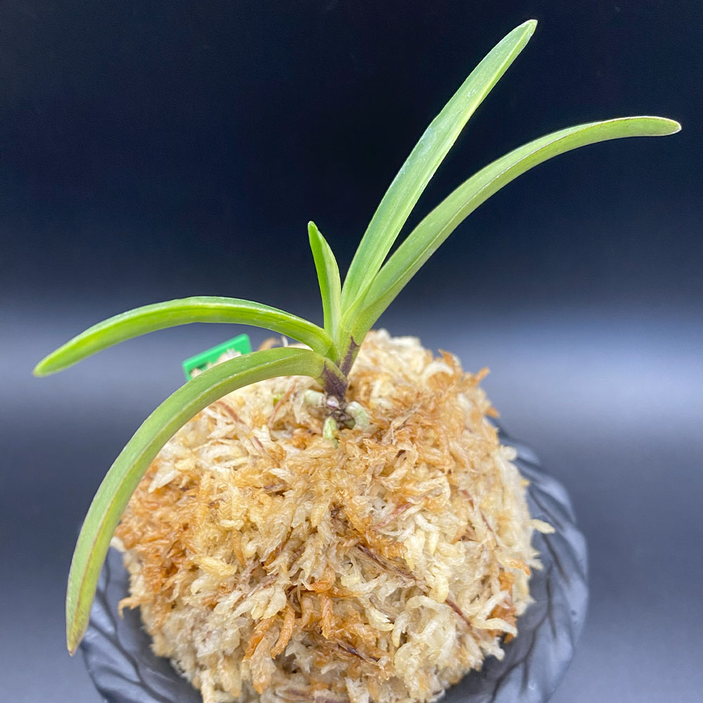 楽天市場】【2個同時購入10％OFFクーポン配布中】 富貴蘭 白牡丹