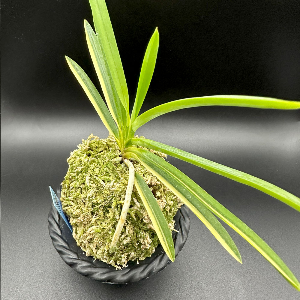 楽天市場】富貴蘭 風蘭 蘭 建国縞 【現品】 ケンコクシマ 1本立 限品