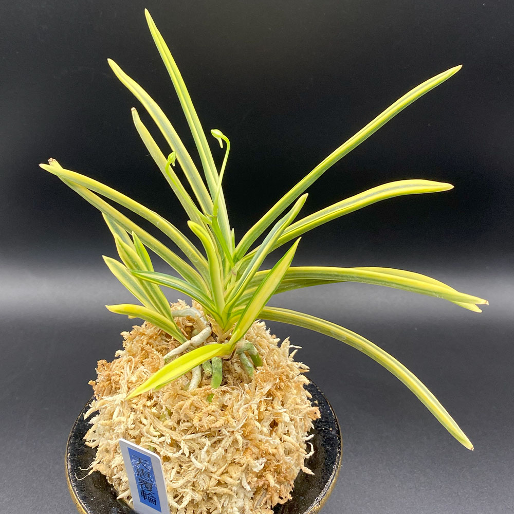 楽天市場】【2個同時購入10％OFFクーポン配布中】 富貴蘭 風蘭 蘭 天恵