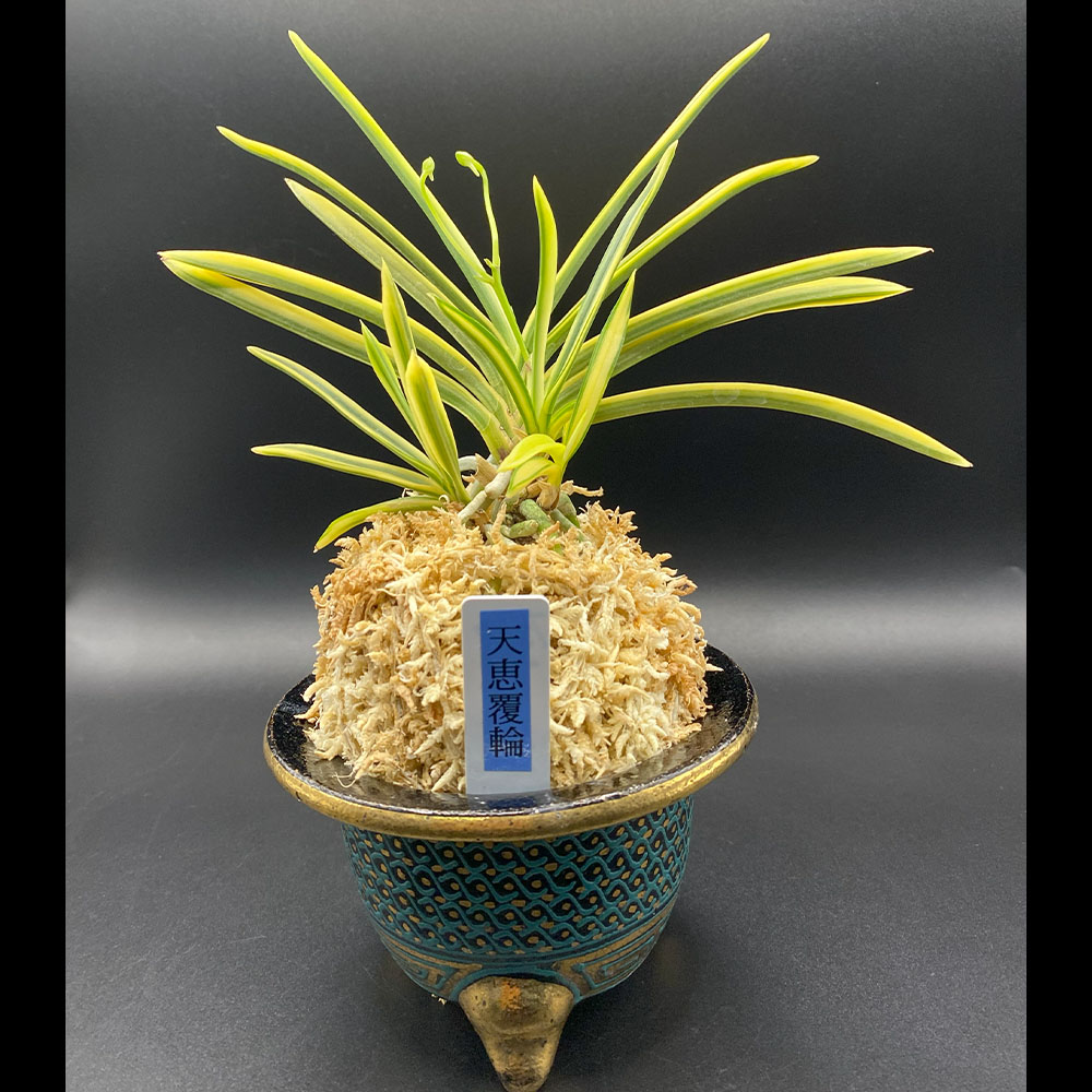 楽天市場】富貴蘭 風蘭 蘭 天恵覆輪 【現品】 てんけいふくりん 4本立