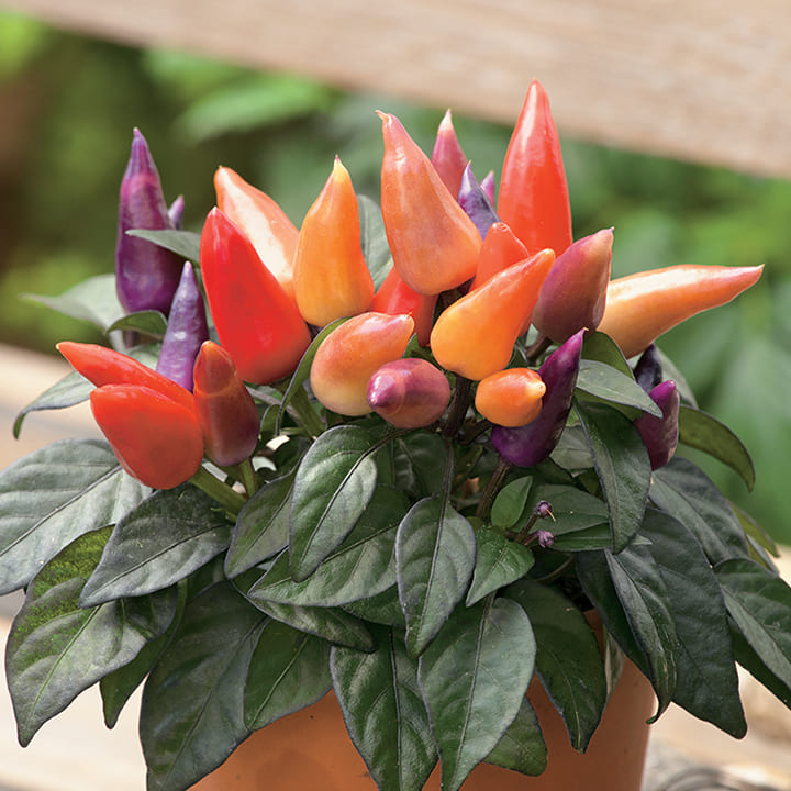 楽天市場】花 種 観賞用とうがらし コンガ タキイ種苗 家庭菜園 野菜の